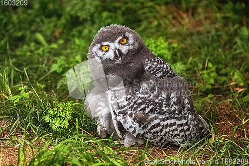 Image of Chick of snowy owl (Bubo scandiacus)