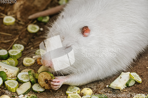 Image of White coypu (Myocastor coypus)