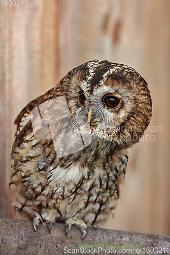 Image of Tawny owl or brown owl (Strix aluco)