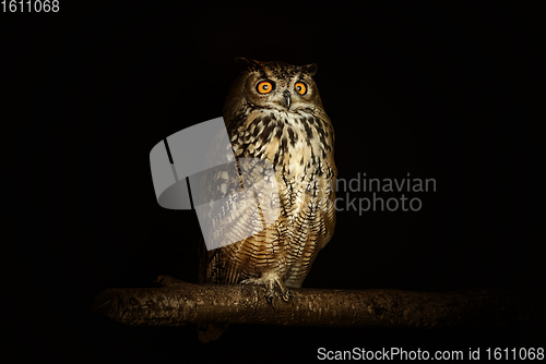 Image of Eurasian eagle-owl (Bubo bubo)