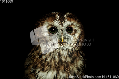 Image of Tawny owl or brown owl (Strix aluco)