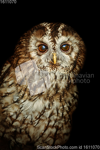 Image of Tawny owl or brown owl (Strix aluco)