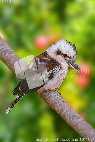 Image of Kookaburras, terrestrial tree kingfishers