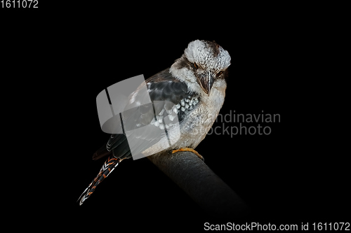 Image of Kookaburras, terrestrial tree kingfishers