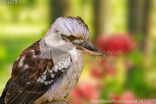 Image of Kookaburras, terrestrial tree kingfishers