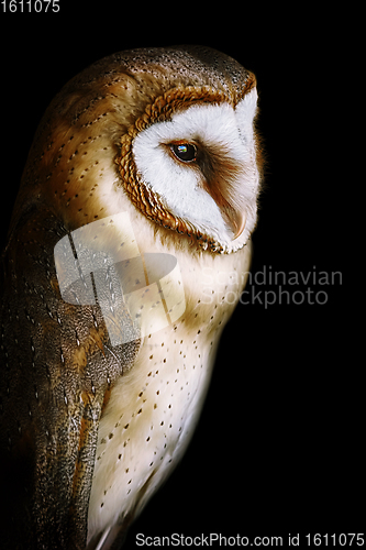 Image of Common barn owl (Tyto alba)