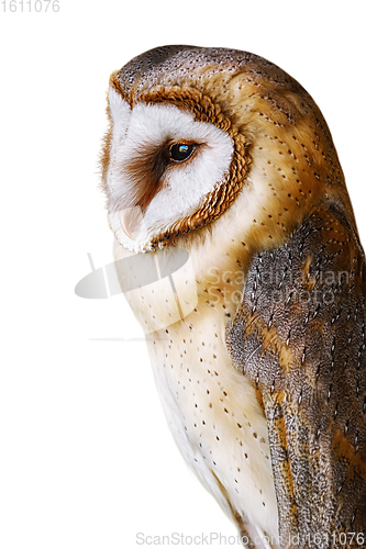 Image of Common barn owl (Tyto alba)