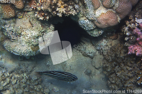 Image of sixstriped soapfish (grammistes sexlineatus) fish