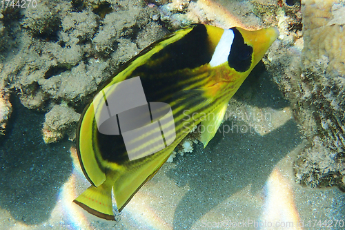 Image of Diagonal butterflyfish (Chaetodon fasciatus)