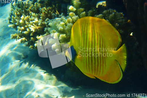 Image of Bluecheek butterflyfish, Chaetodon semilarvatus