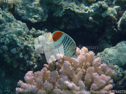 Image of Redback butterflyfish (Chaetodon paucifasciatus)