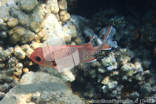 Image of Pinecone soldierfish (Myripristis murdjan)