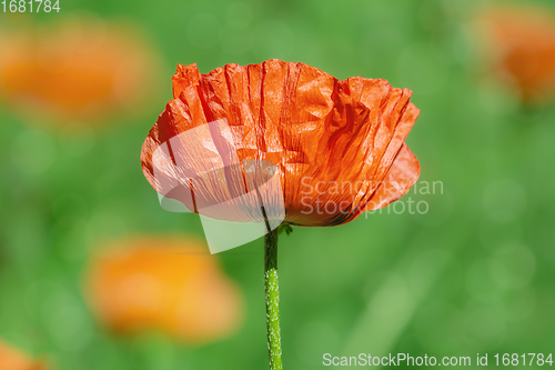 Image of Blossom of poppy flower