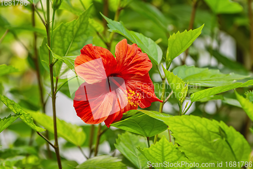 Image of Hibiscus -  flowering plant in the mallow family
