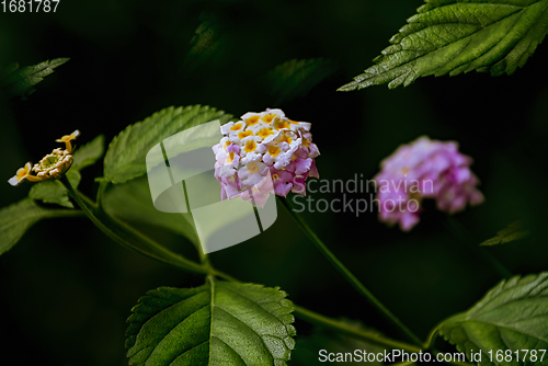 Image of Lantana - perennial flowering plants