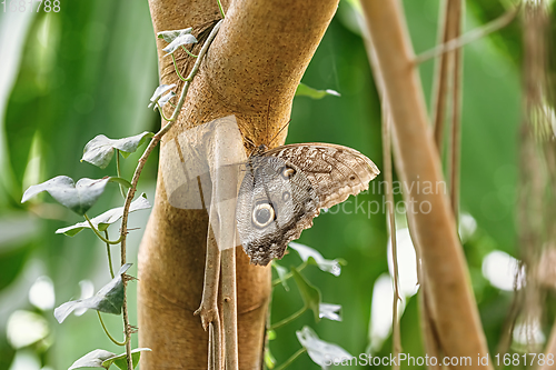 Image of Caligo oedipus  butterfly