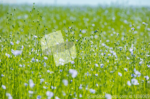 Image of Large field of flax in bloom in spring