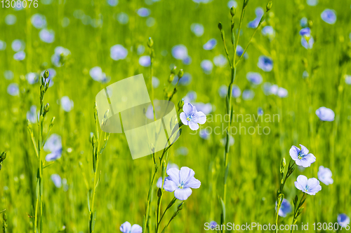 Image of blue flax field closeup at spring shallow depth of field