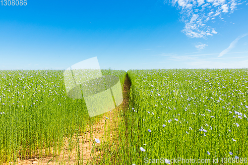 Image of Large field of flax in bloom in spring