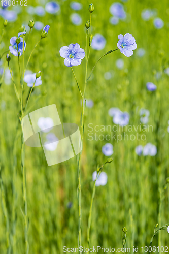 Image of blue flax field closeup at spring shallow depth of field