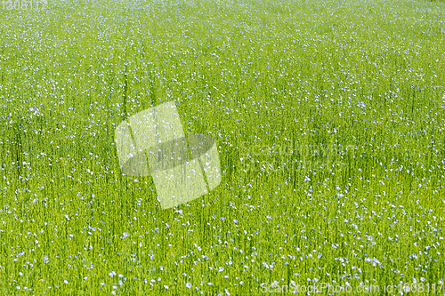 Image of Large field of flax in bloom in spring