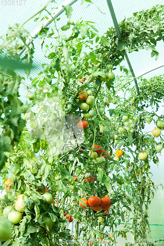 Image of Organic tomatoes in a greenhouse