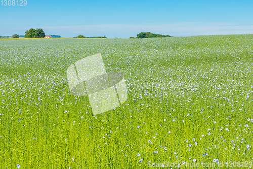 Image of Large field of flax in bloom in spring