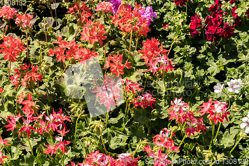 Image of flowering geraniums in a spring flower market