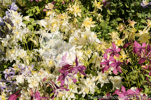 Image of Delicate mixed columbine flowers in a floral market