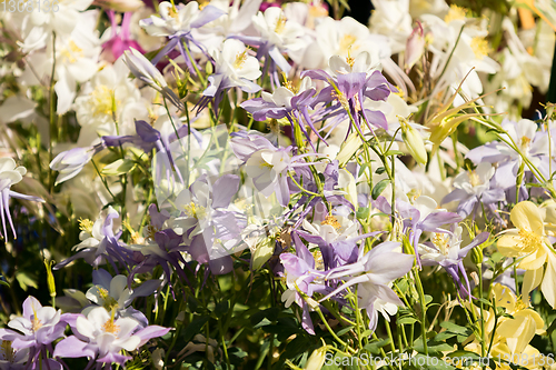 Image of Delicate mixed columbine flowers in a floral market