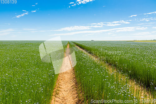 Image of Large field of flax in bloom in spring