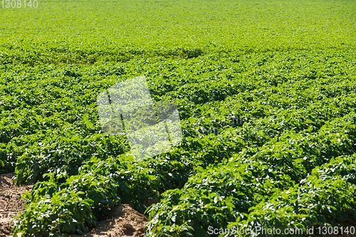 Image of Large potato field with potato plants planted in nice straight r