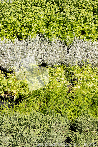 Image of aromatic plant market rosemary sage mint parsley thyme basil sav