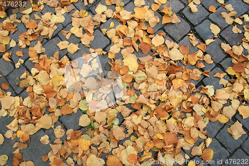 Image of Autumn leaves