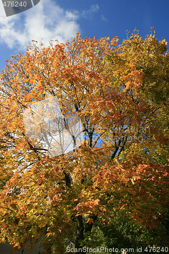 Image of Autumn