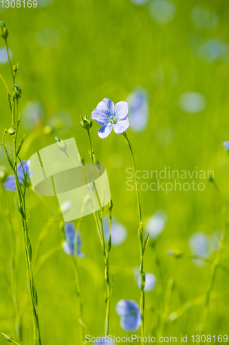 Image of blue flax field closeup at spring shallow depth of field