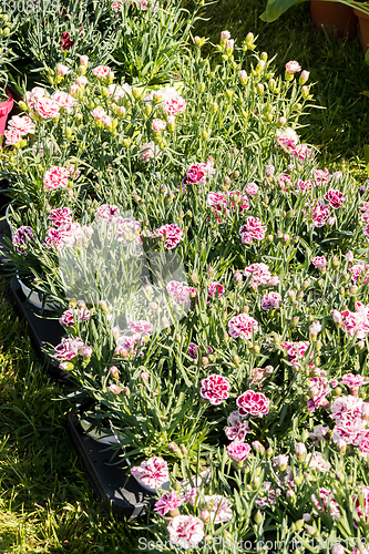 Image of flowery and colorful carnations in a spring flower market