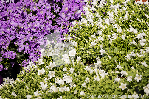 Image of blue and white campanula flowers on a flower market