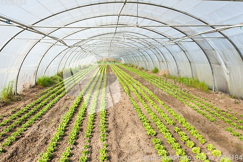 Image of culture of organic salad in greenhouses