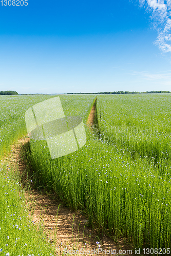 Image of Large field of flax in bloom in spring