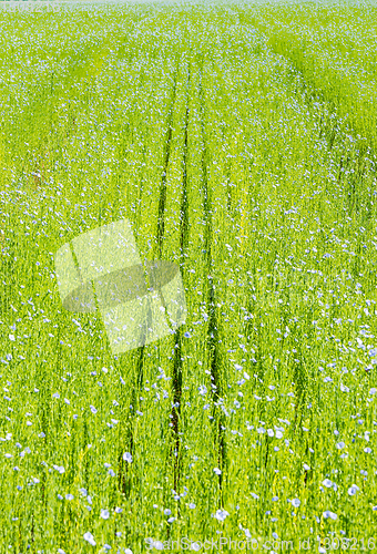 Image of Large field of flax in bloom in spring