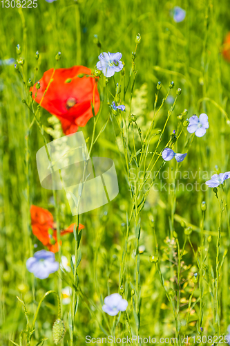 Image of Red poppy flowers on blue flax field