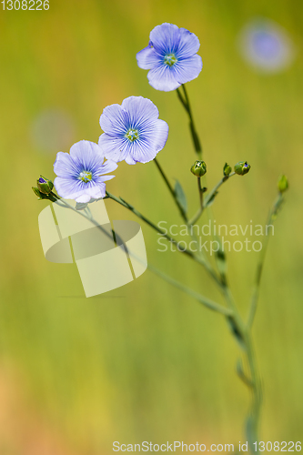 Image of blue flax field closeup at spring shallow depth of field