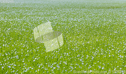 Image of Large field of flax in bloom in spring