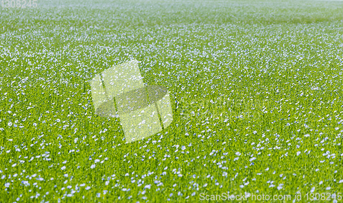 Image of Large field of flax in bloom in spring