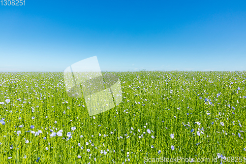 Image of Large field of flax in bloom in spring