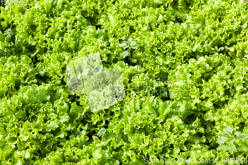 Image of culture of organic salad in greenhouses