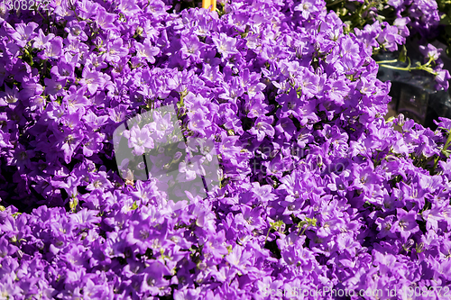 Image of blue campanula flowers on a flower market