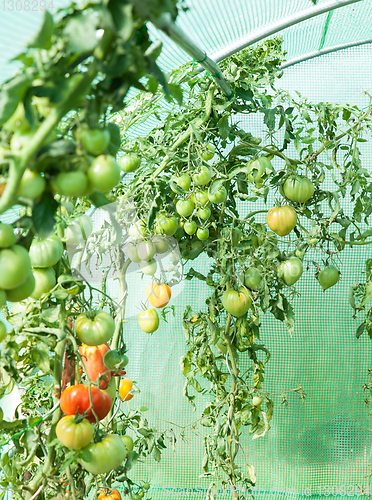 Image of Organic tomatoes in a greenhouse