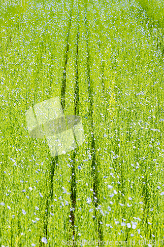 Image of Large field of flax in bloom in spring